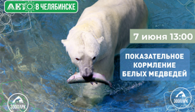 Показательное кормление белых медведей