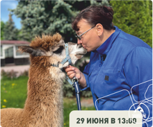 Прогулка с альпака
