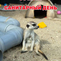Small Pix1