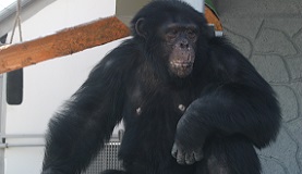 Шимпанзе Бонни из челябинского зоопарка сегодня отмечает 22-летие