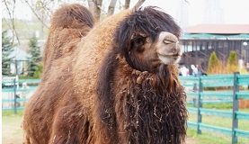 Верблюд из зоопарка Челябинска отметит свое пятилетие