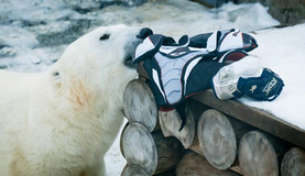 Белые медведи. Фоторепортаж Вячеслава Шишкоедова