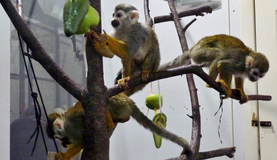 Журналисты городского издания угостили обитателей зоопарка яблоками