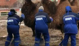 Пародию на клип «Тает лед» сняли в челябинском зоопарке на радость верблюдам