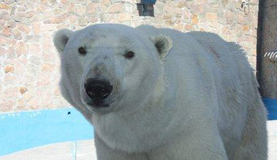 Белых медведей на расстоянии вытянутой руки могут увидеть южноуральцы