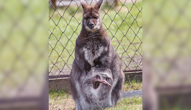 Новорожденный кенгуру показался из сумки в челябинском зоопарке