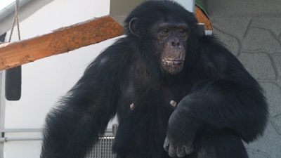 Шимпанзе из Челябинского зоопарка отмечает 22-й день рождения