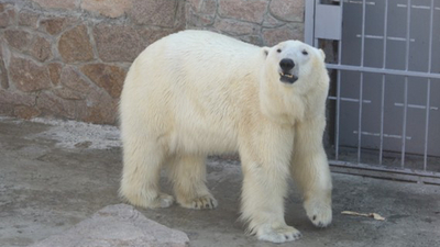 Белый медведь попал в плен собственной игрушки