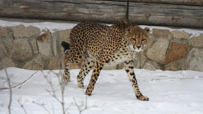 В Челябинский зоопарк привезли гепардов