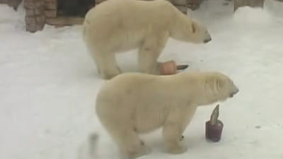 Белые медведи из челябинского зоопарка сегодня отмечают международный праздник