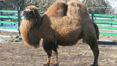 В Челябинском зоопарке обосновались верблюды