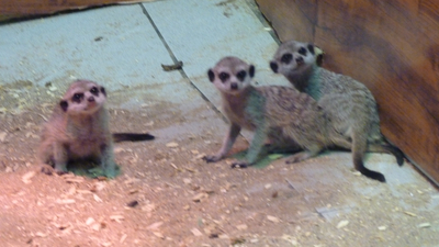 Для четверых родившихся в Челябинске сурикатов подбирают новый зоопарк