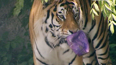 В День тигра питомцам челябинского зоопарка подарили любимые игрушки