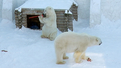 Белых медведей будут радовать снегом круглый год.
