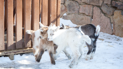 В Челябинском зоопарке родились козлята. Осторожно, умилительное видео