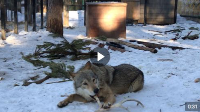 Как в Челябинском зоопарке чистят зубы волкам