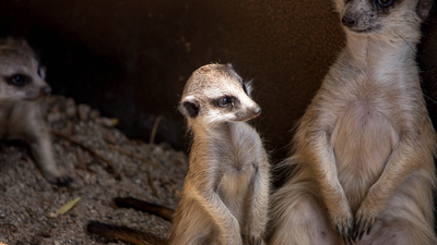Челябинский зоопарк предлагает дать имена детенышам сурикатов
