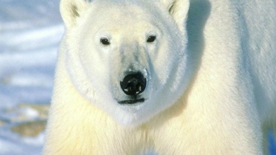 Челябинский зоопарк рассказал драматичную историю белого медведя Алтына