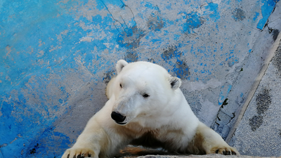 Животные челябинского зоопарка к уральским морозам и снегопадам готовы