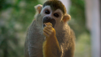 Челябинские приматы отпраздновали профессиональный праздник - международный день обезьян