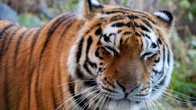 С тиграми в клетке. Челябинский зоопарк поздравил хищников с международным праздником