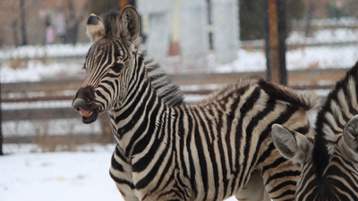 В Челябинском зоопарке полосатое пополнение - зебрёнок