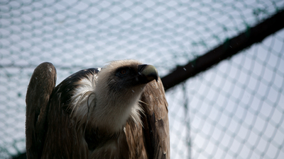 В Челябинском зоопарке изымут птиц из-за очага птичьего гриппа