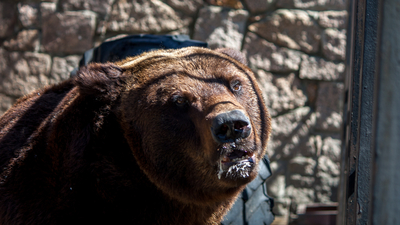 Первыми навстречу весне из берлоги вышли медведи из Зоопарка