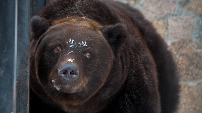 Весна наступила: в челябинском зоопарке из спячки вышел бурый медведь Степан