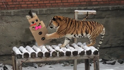 Тигрице Лаффи подарили снеговика из коробок