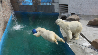 Белым медведям открыли бассейн